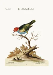 Den rødhovede grønfinke, 1749-73